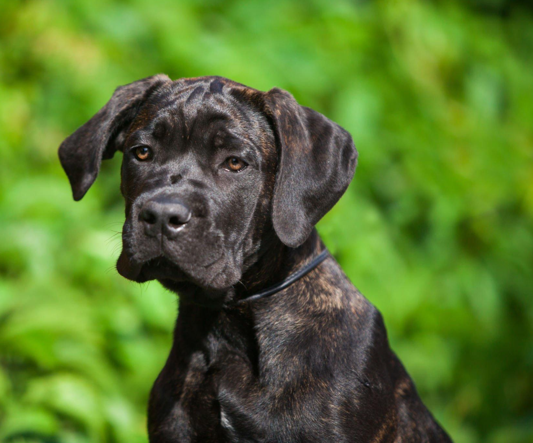 Cane Corso Dog Has the Strongest Bite